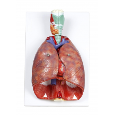 Human Respiratory System, 7-parts